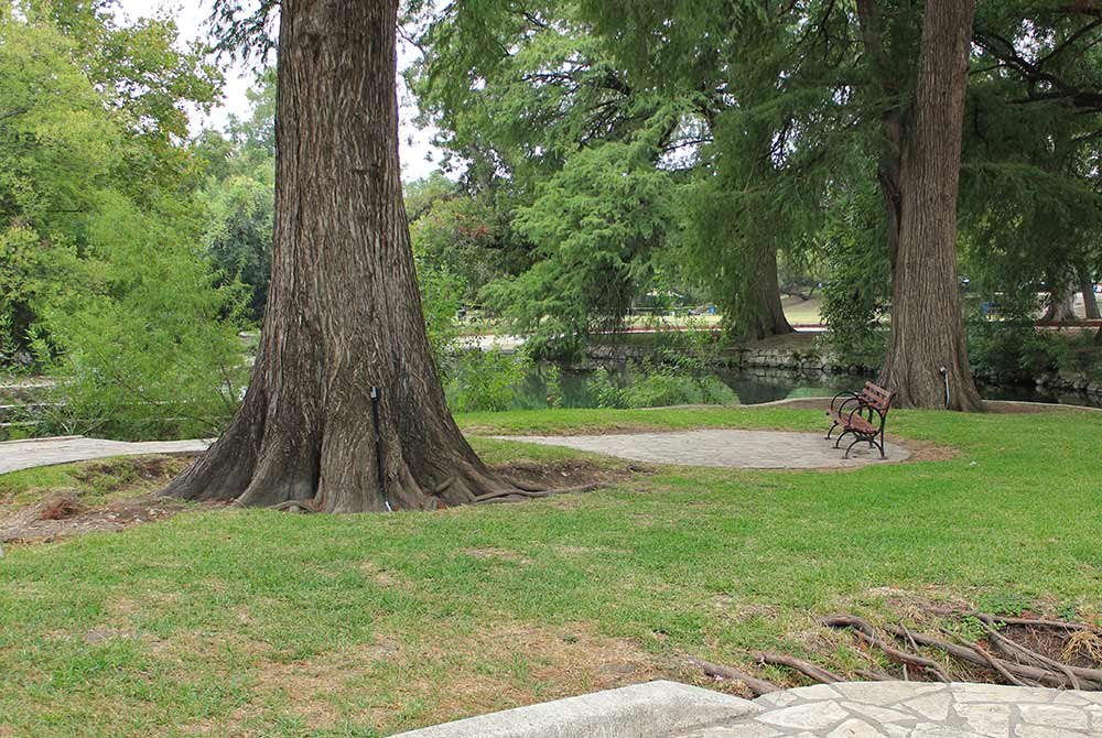 A park scene perfect for birding in San Antonio, with two large trees, a stone-paved area, a wrought iron bench, and a pond in the background.