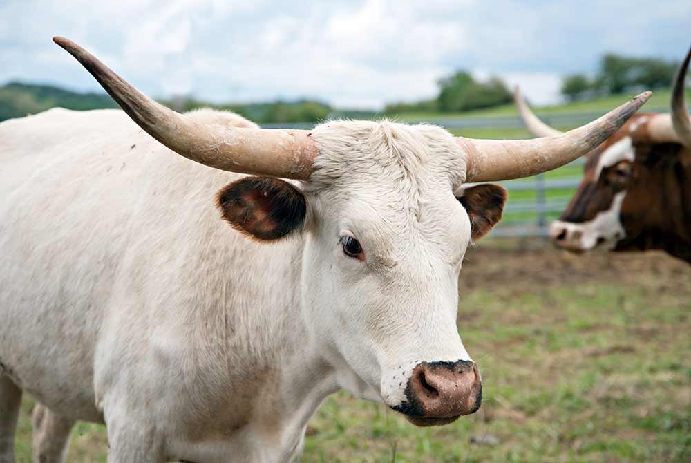 A white Texas Longhorn cow with prominent horns stands in a pasture, perhaps representing the spirit of upcoming events in San Antonio, with another cow visible in the background.
