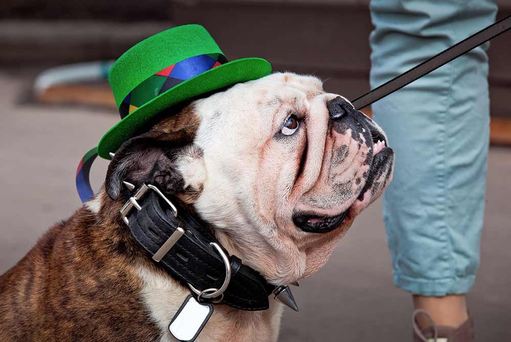 A bulldog wearing a green hat and a spiked collar on a leash, ready for upcoming events in San Antonio.
