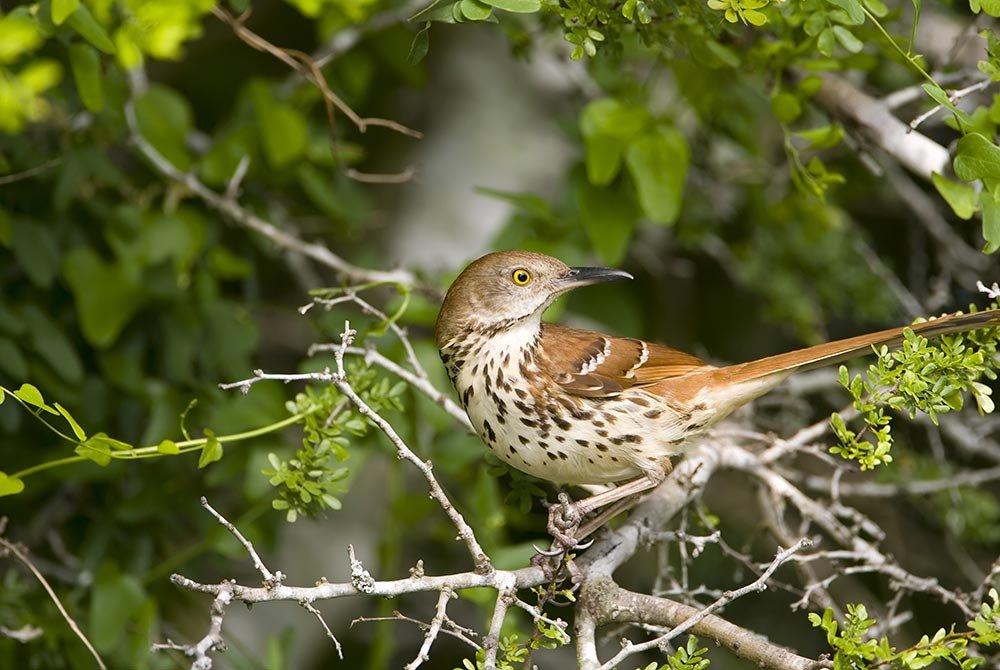 A brown thrasher with a spotted breast and long, thin beak perched on a leafy branch, typical of birding in San Antonio.
