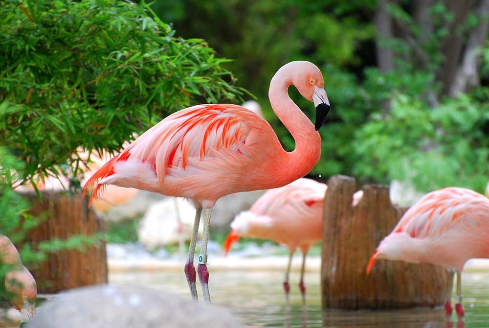 A pink flamingo stands in shallow water among others at a popular place for things to do in San Antonio, Texas.
