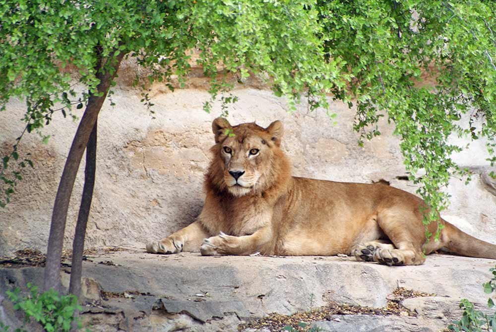 A young male lion resting on a rock ledge beneath a tree, a highlight among things to do in San Antonio, Texas.